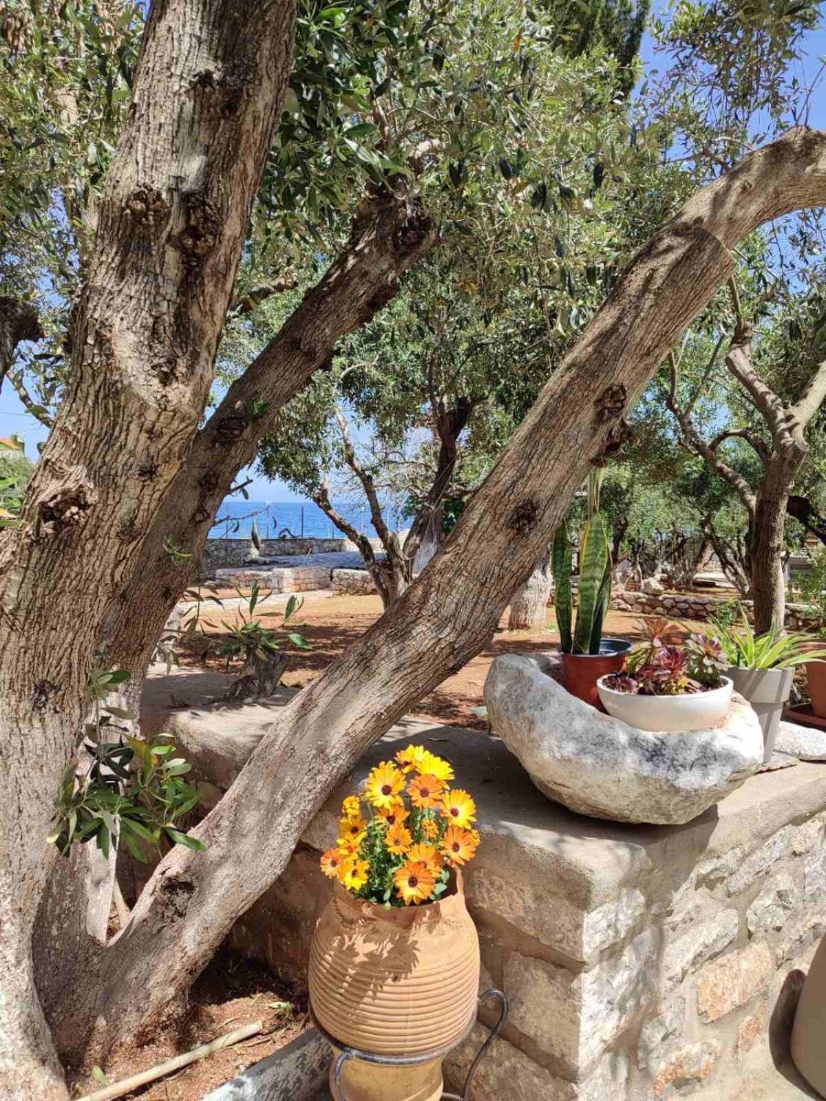 Ktima Zaxarias Hotel Kokkala Exterior photo